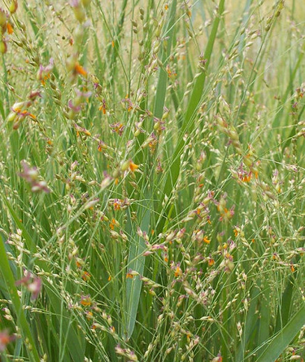 Panicum Virgatum, Switch Grass, Switchgrass, Wand Panic Grass