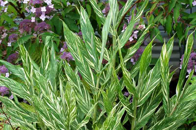 Hedychium Tahitian Flame Variegated Ginger Lily Hedychium Tahitian Flame Variegated Ginger Lily