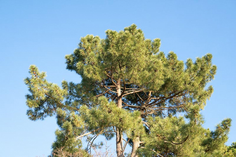 Pinus echinata, Shortleaf Pine, Shortleaf Yellow Pine, Southern Yellow Pine, Yellow Pine, Shortstraw Pine, Arkansas Pine, Longtag Pine, Spruce Pine, Evergreen Tree, Conifer
