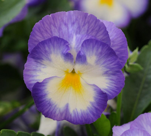 Viola 'Halo Lilac', Violet 'Halo Lilac', Perennial Pansy 'Halo Lilac', Winter Pansy 'Halo Lilac', Purple flowers, pansies, fragrant perennials, evergreen perennials, evergreen flowers, white flowers