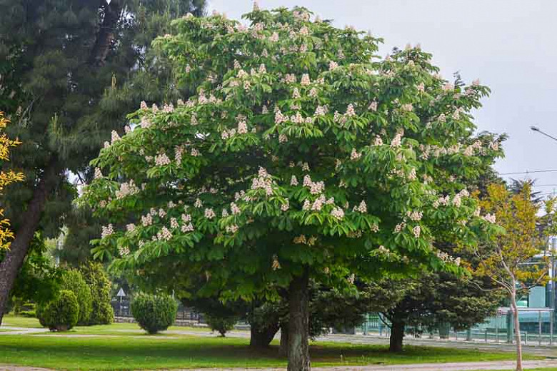 Aesculus hippocastanum, Horse Chestnut, Common Horse Chestnut, White Flowers, Chestnut
