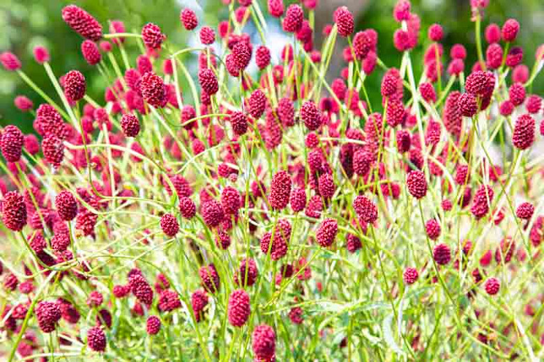 Sanguisorba Obtusa, Burnet, Japanese Burnet, Japanese Bottlebrush,perennial plant, foliage plant
