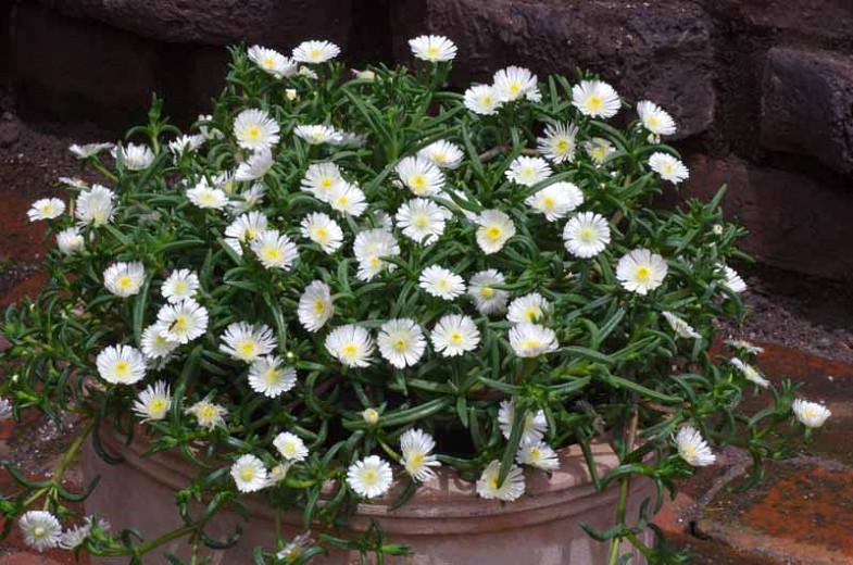 Delosperma Wheels Of Wonder White Wonder Ice Plant