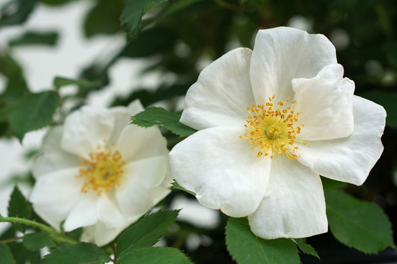 Rose 'White Knock Out', Rosa 'White Knock Out', 'White Knock Out' Rose, Shrub Roses, Rose bushes, Garden Roses, Rosa 'Radwhite', White Roses, White Flowers