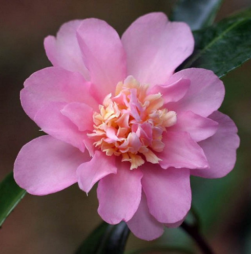 Camellia 'Winter's Interlude','Winter's Interlude' Camellia, Cold Hardy Camellias, Camellia Hybrids, Winter Series Camellias, Pink flowers, Fall Camellias, Fall Blooming Camellias,  Winter Blooming Camellias, Early Season Camellias