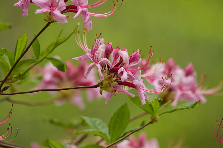 Image of Rhododendron periclymenoides deciduous azalea