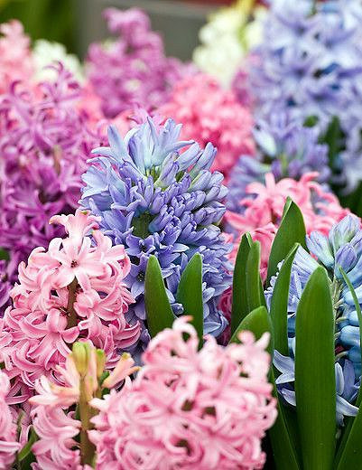 Hyacinthus Orientalis 'Pink Surprise', Hyacinth 'Pink Surprise', Dutch Hyacinth, Hyacinthus Orientalis, Common Hyacinth, Spring Bulbs, Spring Flowers, pink hyacinth,early spring bloomer, mid spring bloo