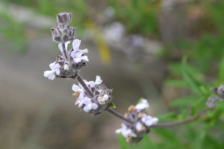 Salvia mellifera, Black Sage, California Black Sage, Honey Sage, White salvia, White Sage, White flowers