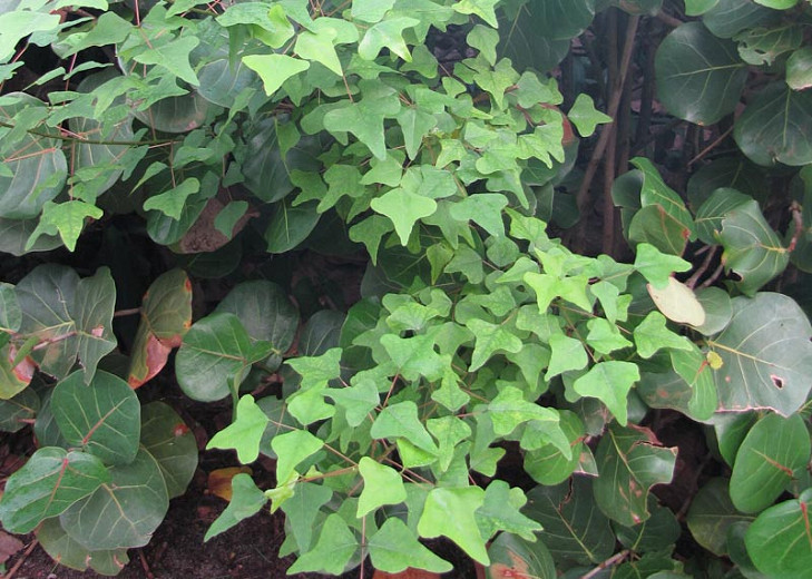 Erythrina herbacea, Cardinal Spear, Coralbean, Cherokee Bean, Red Cardinal, Erythrina arborea, Red Flowers