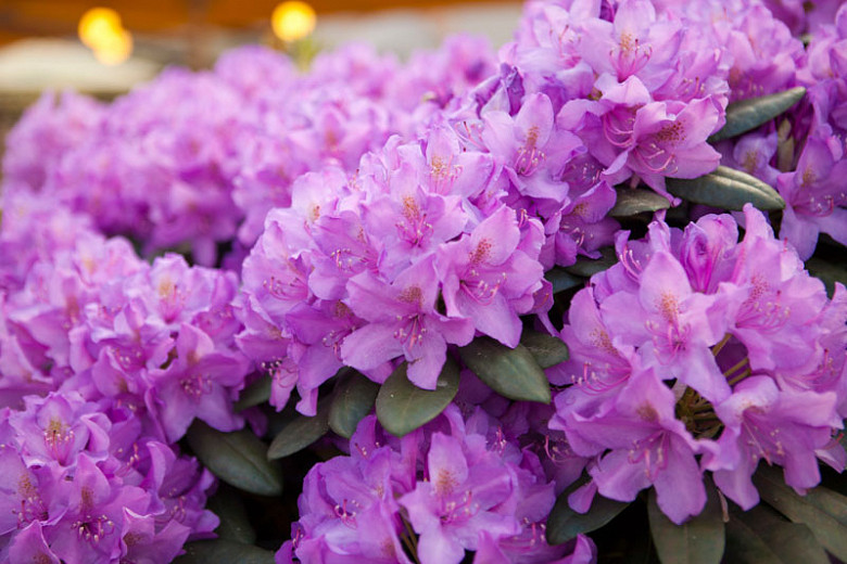 Rhododendron 'Roseum Elegans','Roseum Elegans' Rhododendron, Rhododendron catawbiense 'Roseum Elegans', Late Midseason Azalea,, Purple Azalea, Purple Rhododendron, Purple Flowering Shrub