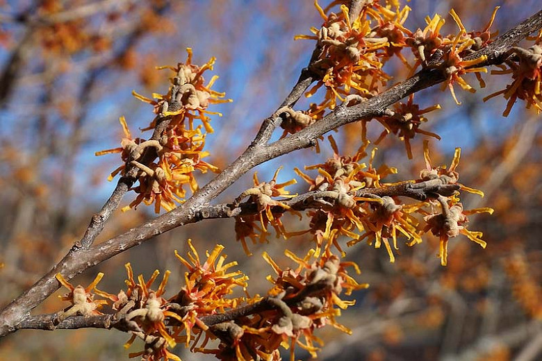Hamamelis Brevipetala, Witch Hazel 'Brevipetala', Chinese Witch Hazel 'Brevipetala', flowering shrub, winter flowering shrub
