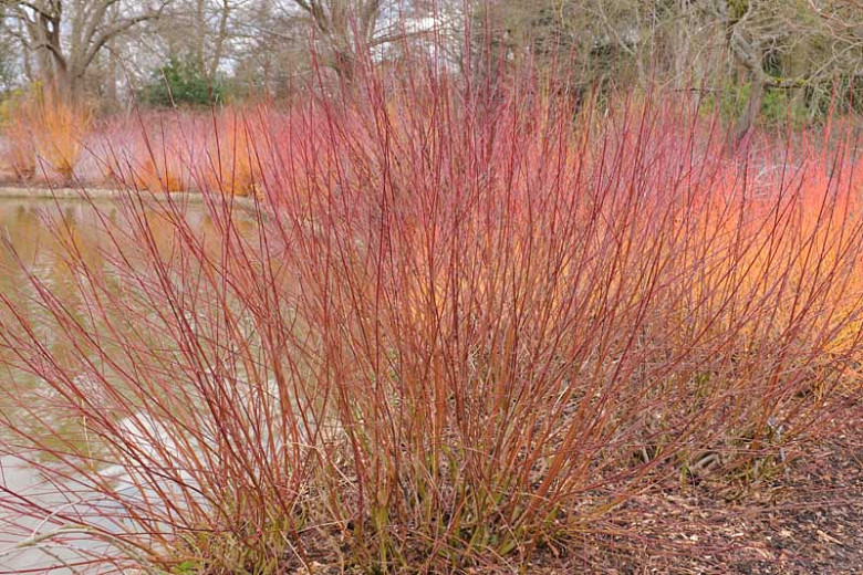 Image of Silky dogwood in winter