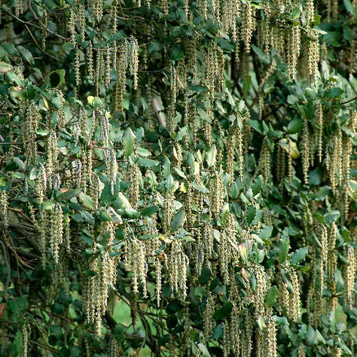 Image of Silk tassel bush (Garrya elliptica) shrub
