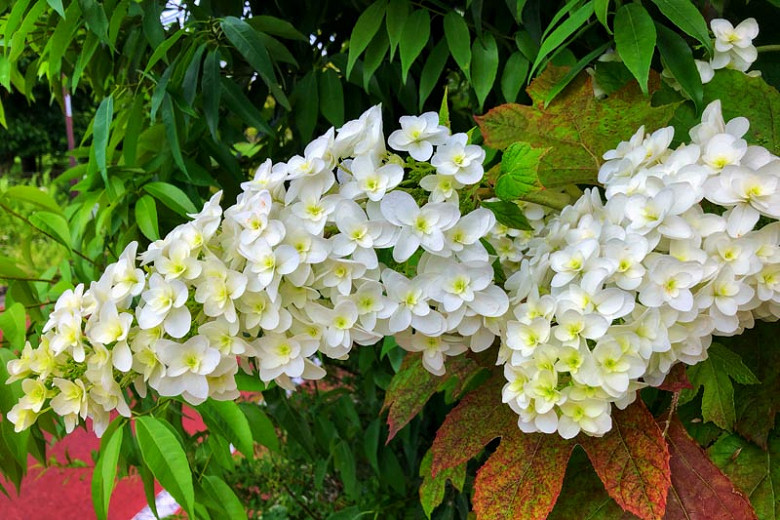 Hydrangea Quercifolia 'Snowflake',Oakleaf Hydrangea 'Snowflake', Hydrangea Quercifolia 'Brido', Hydrangea Quercifolia 'Flore Pleno', Hydrangea Quercifolia 'Snow Flake', white flowers, white hydrangea
