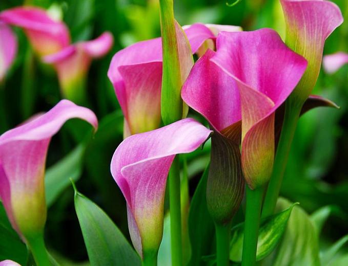 calla rose