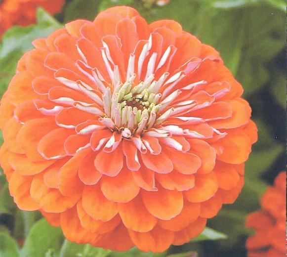 Zinnia Elegans Queeny Orange