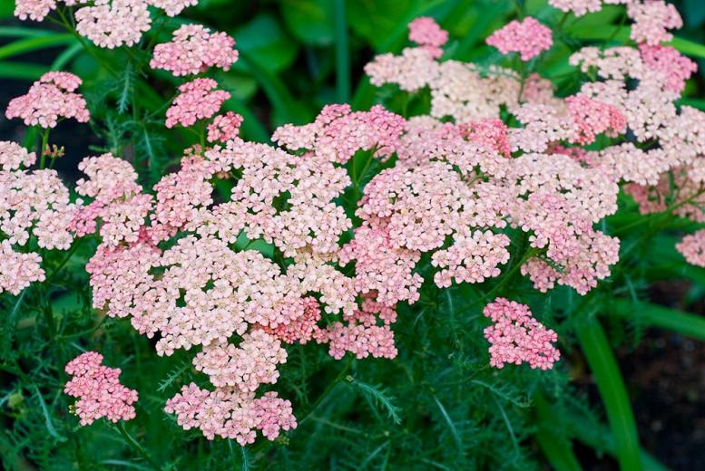 Achillea millefolium �Pink Grapefruit� (Yarrow)