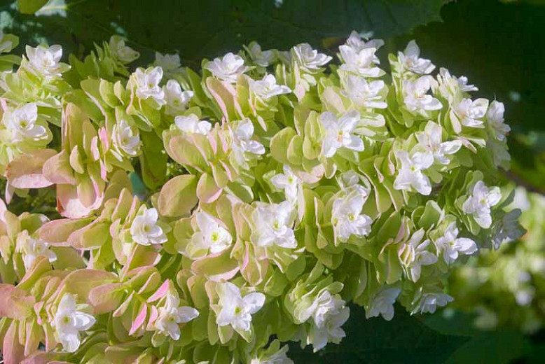 Image of Hydrangea quercifolia Snowflake full sun hydrangea