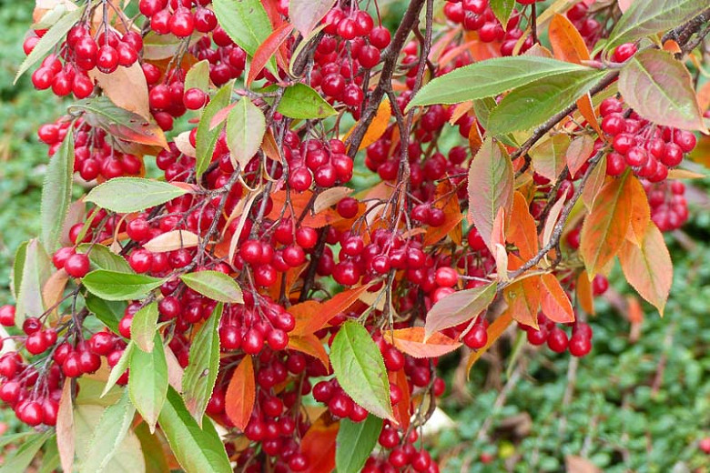 Aronia Arbutifolia Brilliantissima, Red Chokeberry, Red Chokeberry 'Brilliantissima', 'Brilliantissima' Chokeberry, Photinia pyriflolia
