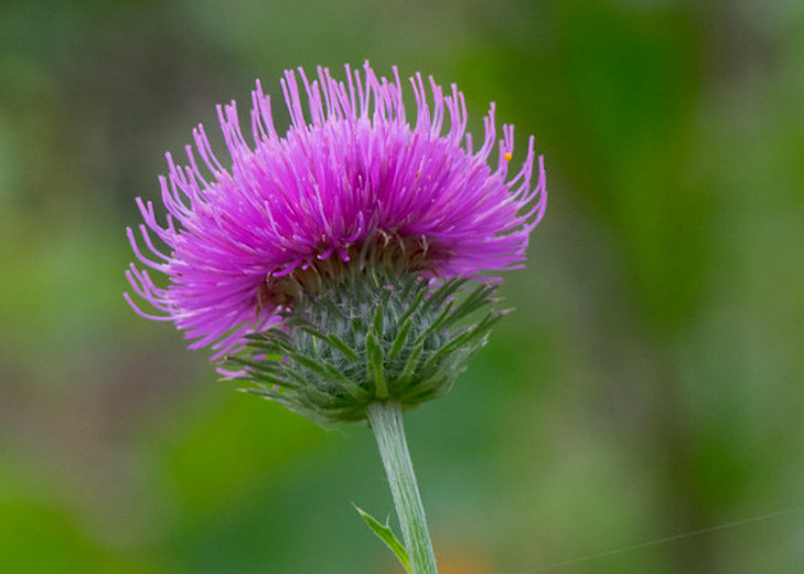 Cirsium discolor, Field Thistle, Pasture Thistle, Carduus discolor, perennial plant, perennial plants, Purple flowers, Pink flowers