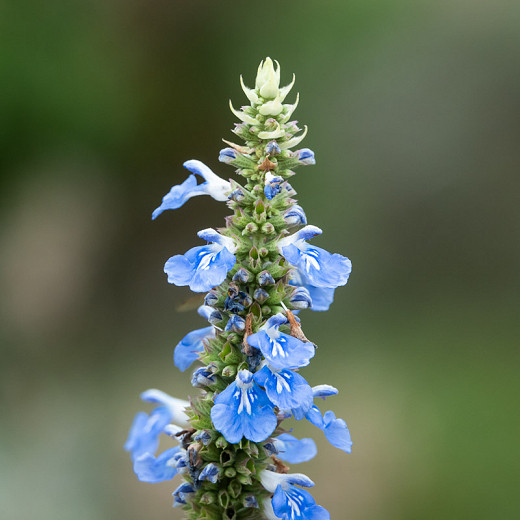 Salvia uliginosa, Bog Sage, Blue Spike Sage, Blue Salvia, Blue Sage, Blue Flowers