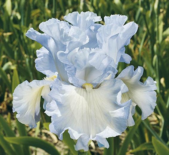 Iris 'Absolute Treasure', Tall Bearded Iris 'Absolute Treasure', Iris Germanica 'Absolute Treasure', Fragrant Irises, Fragrant bearded irises, Mid Season Irises, White irises, Award Irises, Bicolor Irises