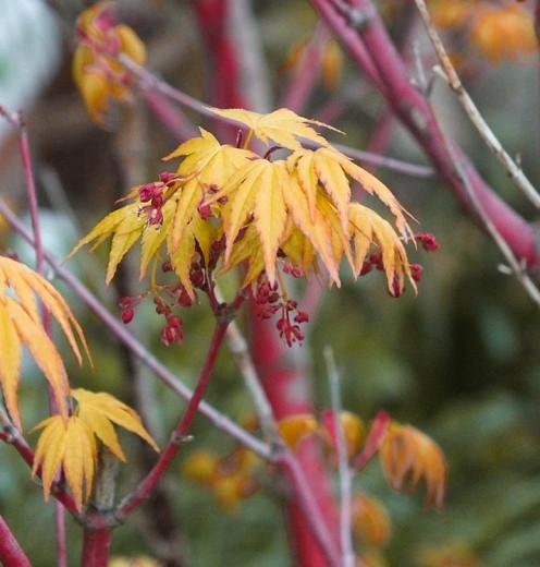 Acer Palmatum Aka Kawa Hime Coral Bark Maple