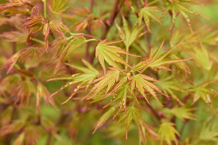 Acer palmatum 'Crippsii', Japanese Maple Crippsii, Tree with fall color, Fall color, Attractive bark Tree, Orange leaves, Orange Acer, Orange Japanese Maple, Orange Maple