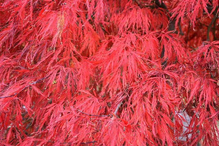 Acer palmatum 'Crimson Queen', Japanese Maple 'Crimson Queen', Acer palmatum var. dissectum 'Crimson Queen', Laceleaf Japanese Maple 'Crimson Queen', Cutleaf Japanese Maple 'Crimson Queen', Threadleaf Japanese Maple 'Crimson Queen', Tree with fall color, Fall color