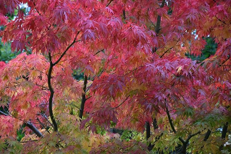 Acer palmatum 'Elegans',Japanese Maple 'Elegans', Acer palmatum 'Heptalobum Elegans', Acer palmatum 'Septemlobum Elegans', Tree with fall color, Fall color, Attractive bark Tree, red leaves, Red Acer, Red Japanese Maple, Red Maple