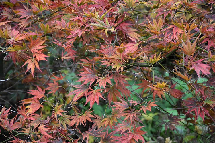 Acer palmatum 'Kinran', Japanese Maple Kinran, Tree with fall color, Fall color, Attractive bark Tree, Gold leaves, Gold Acer, Gold Japanese Maple, Gold Maple