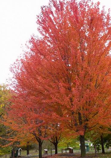 Acer × freemanii Autumn Blaze, Freeman Maple 'Autumn Blaze', Acer × freemanii 'Jeffersred', Acer platanoides 'Autumn Blaze', Acer rubrum 'Autumn Blaze', Acer saccharinum 'Autumn Blaze', Tree with fall color, Fall color, Attractive bark Tree, Red leaves, Red Acer, Red Japanese Maple