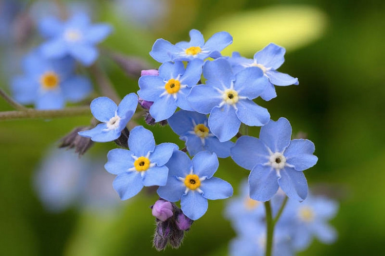 Myosotis Sylvatica Wood Forget Me Not