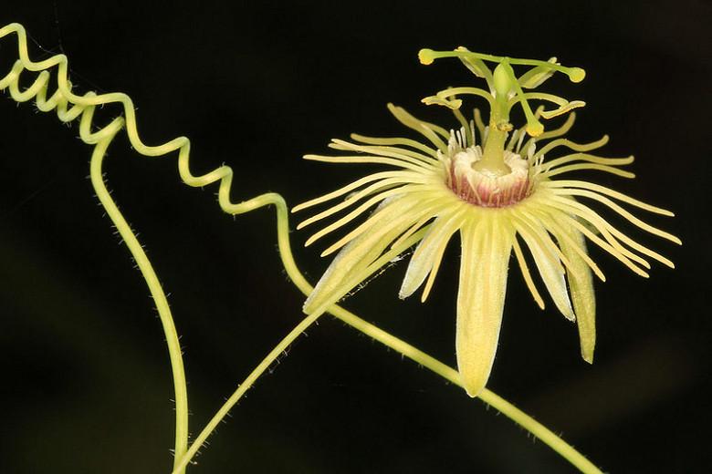Passiflora lutea (Yellow Passion Flower)