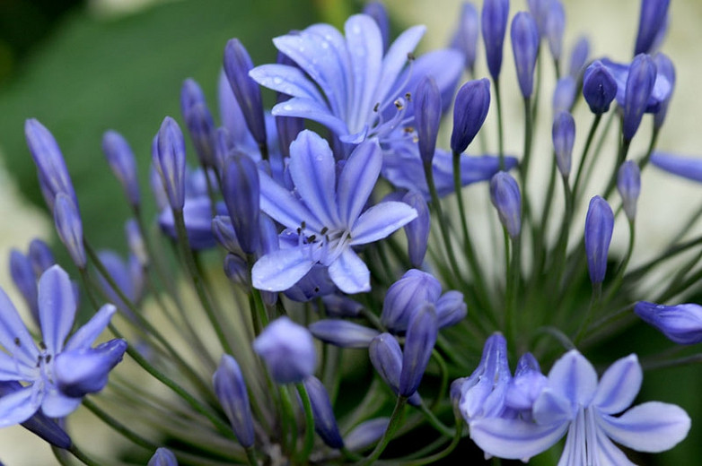 Agapanthus Africanus, Lily of the Nile, African Lily, Blue flower, Blue Agapanthus, Blue African Lily
