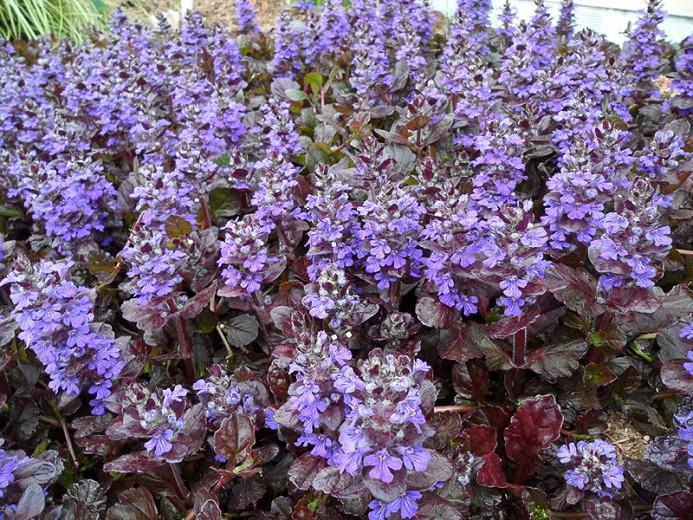 Ajuga Reptans Black Scallop Carpet Bugle Ajuga Reptans Black Scallop Carpet, Ajuga Ground Cover Invasive