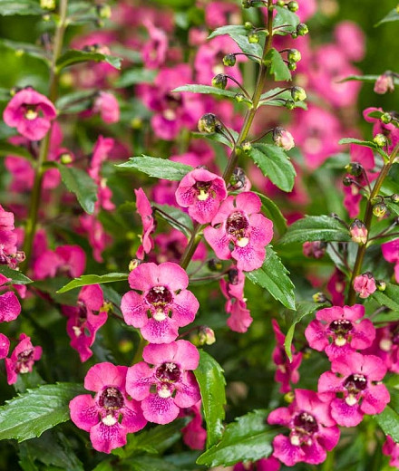 Image of Angelonia Hot Pink annual flower