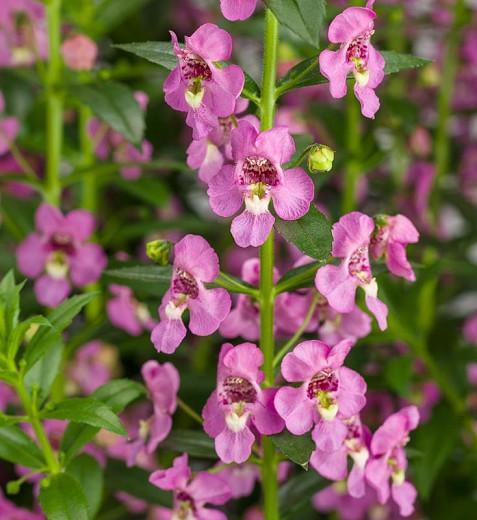 Angelonia 'Angelface Super Pink', Summer Snapdragon 'Angelface Super Pink', Angelface Super Pink Summer Snapdragon, Pink Angelonia, Pink Flowers