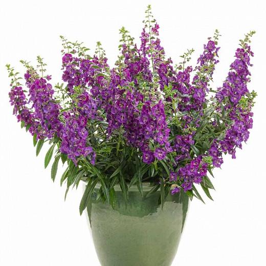 Angelonia Angelface Blue Summer Snapdragon Angelonia Angelface Blue Summer Snapdragon