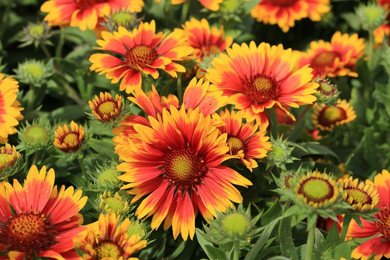 Gaillardia Aristata Great Blanket Flower Gaillardia Aristata Great Blanket Flower