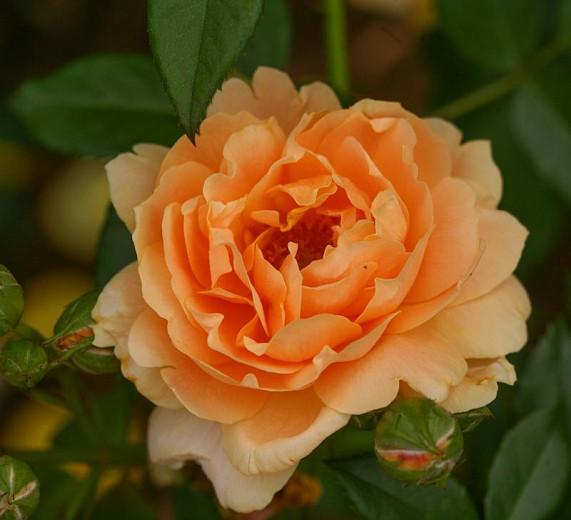 Rose 'At Last®', Rosa 'At Last®', Rosa x 'HORCOGJIL', Shrub Roses, Orange Roses, Apricot Roses, Disease Resistant Roses