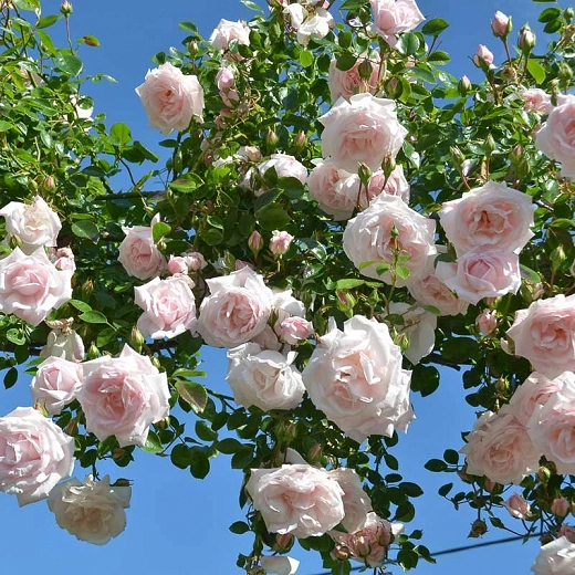 Image of New Dawn shrub rose