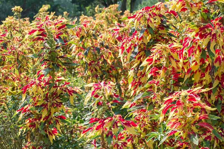 Amaranthus tricolor, Tampala, Chinese Spinach, Floramor, Flower-Gentle, Joseph's Coat, St Joseph's Coat, Three-Coloured Amaranth, Calaloo, Callaloo