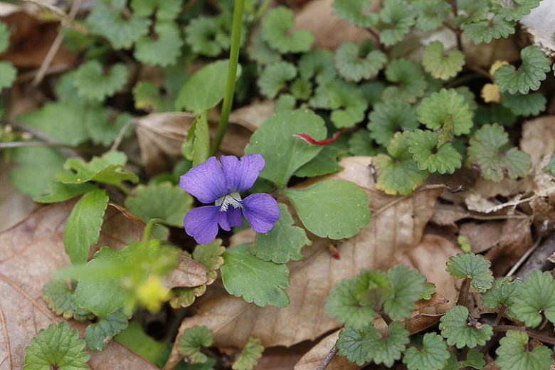 Viola affinis, Sand Violet, Pale Early Violet, Thinleaf Violet, Small Blue Violet, Shade plants, shade perennial, violet flowers, plants for shade