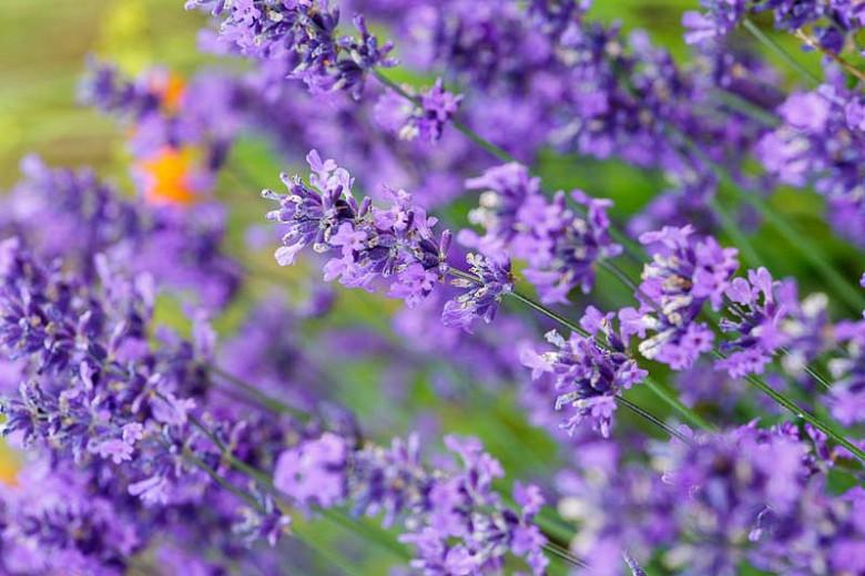 Lavandula Angustifolia Folgate Lavender