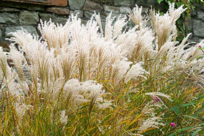 Miscanthus Sinensis Kleine Fontane Chinese Silver Grass Miscanthus Sinensis Kleine Fontane Chinese Silver Grass