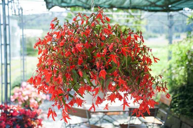 Begonia boliviensis 'Santa Cruz'