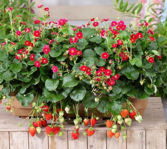 Fragaria Toscana, Everbearing Strawberry 'Toscana', Strawberry 'Toscana', evergreen shrub, Strawberries, Red Fruit, Pink flowers