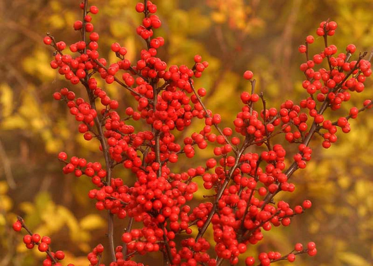 Ilex Verticillata 'Berry Heavy', Winterberry 'Berry Heavy', red berries, evergreen shrub, American winterberry, Aquifoliaceae, Berry, holly, Ilex, winter shrub