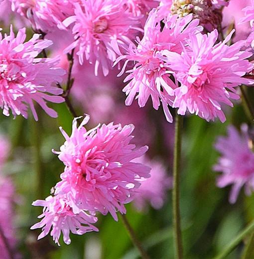 Lychnis Flos-Cuculi 'Petite Jenny', Ragged Robin 'Petite Jenny', Pink Flowers, Double Ragged Robin